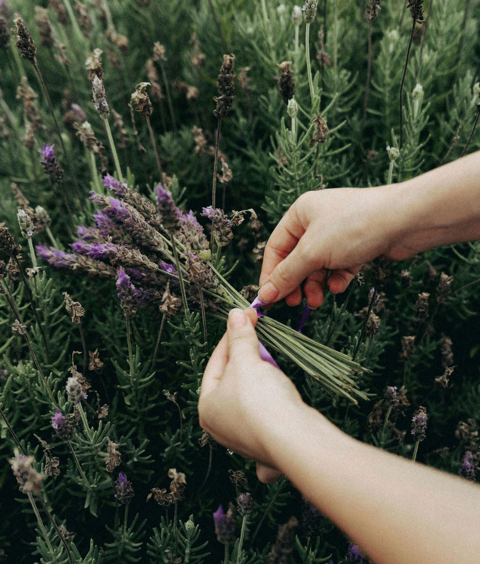 Lavender bouquet